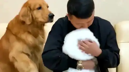  主人故意在金毛轮胎面前宠爱弟弟,轮胎委屈伤心的小表情,好可爱
