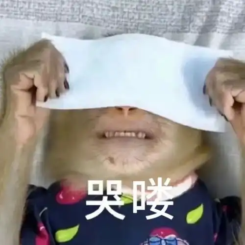  还是猴聪明,进化得刚刚好,再进化一点可就要上班了啊