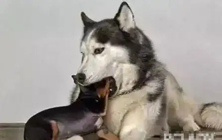 二哈搞笑表情图片拜年