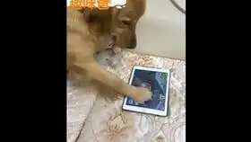  午饭又是馒头,金毛委屈的要哭,表情超逗