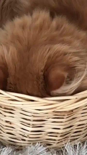  猫咪从筐子里翻过身,看你这表情,还没睡醒啊
