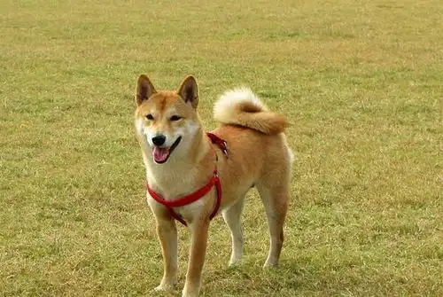  容易掉毛的宠物狗,除了萨摩耶,这些宠物狗掉的毛足以开纺织厂了