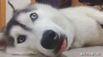  柯基意外被二哈祸祸,生了一只独子,三个月后路人看了都要笑岔气