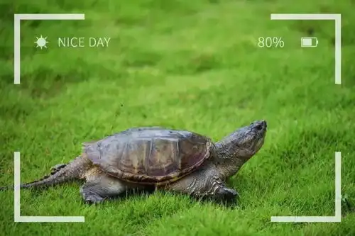  79.9288元门市价304614元24人尊享6人套餐麻辣紫苏太极蛙老友爽口龟