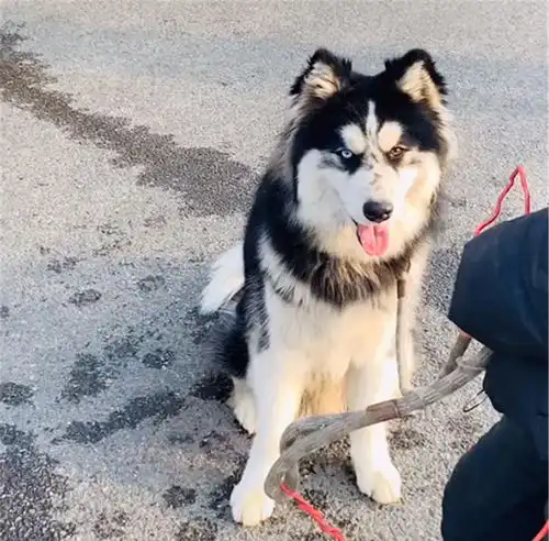  二哈被关在货车上看油箱,一见到人就汪汪叫,狗我想出去玩