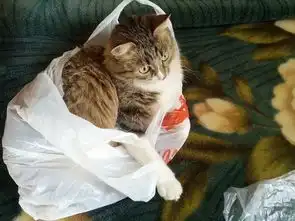 福懋动物医院主人回家发现花瓶被砸,生气下将众猫咪挂起,猫咪表情乐坏主人