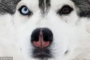  探秘俄罗斯哈士奇公园一大波二哈表情包来袭腾讯网