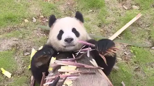  7月1日,凤凰中华大熊猫苑开园