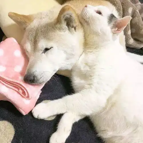  谢谢你能来,请不要再离开