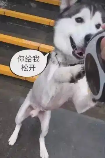  哈士奇要被扔下水那一刻,每时每刻都是二哈的表情包