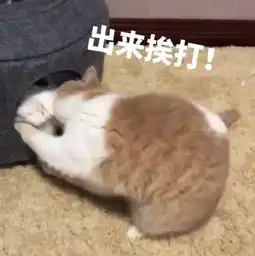  搞笑萌猫表情包来,出来挨打腾讯网