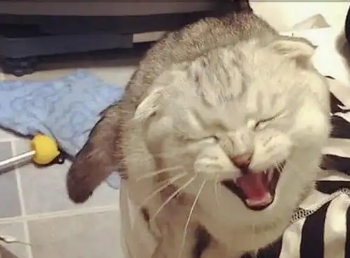 女主骗猫咪绝育,半夜起床发现它有点奇怪,低头一看瞬间乐坏了