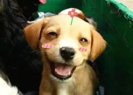  当狗狗也开始使用美颜之后,自信的露出迷之微笑