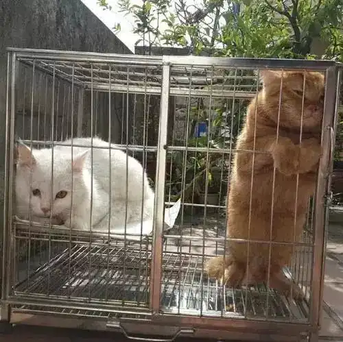 委屈橘猫表情包