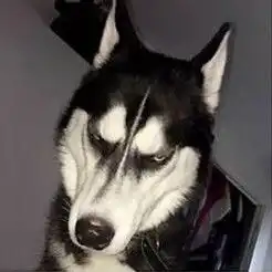  哈士奇anuko表情包图片大全哈士奇瞪眼表情包高清完整版下载飞翔下载