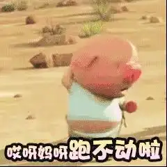 猪表情包gif