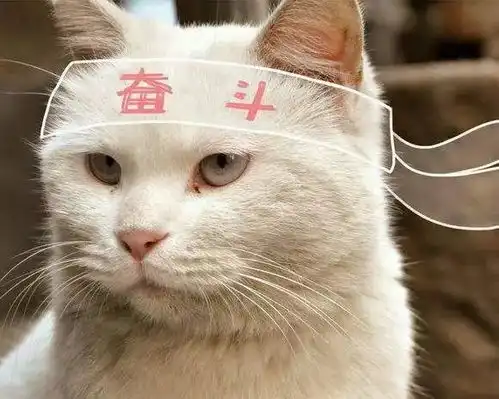 加菲猫表情包小视频野鸡