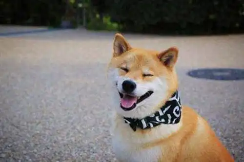  柴犬拉稀怎么回事