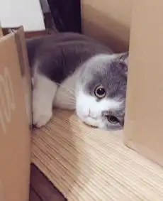  日本小哥养了一只仙女小猫咪,这生气的小表情让人想宠溺啊可爱到爆炸