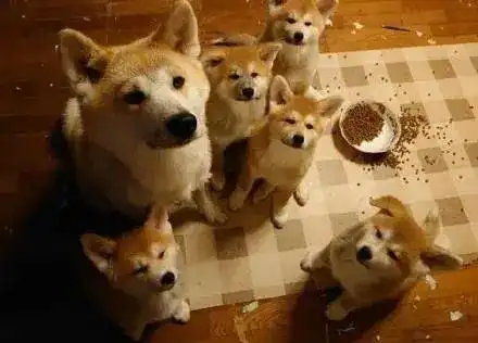  秋田带着孩子一起搞破坏,被训斥后,它们的表情居然...