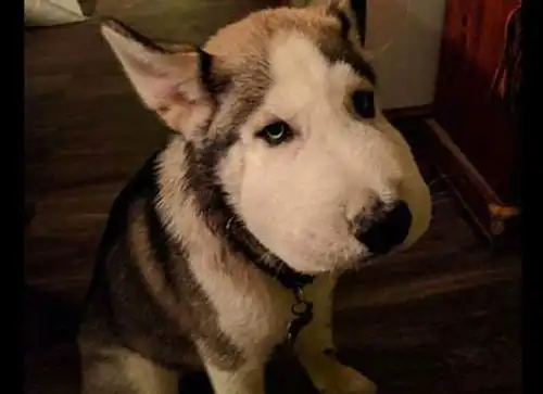  猫猫刚理完发,一看到镜子里的自己,猫猫内心是崩溃的