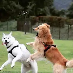  金毛遇上哈士奇,究竟是二哈变乖还是金毛变疯