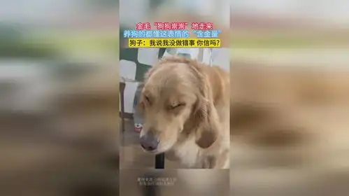  金毛狗狗崇崇地走来,养狗的都懂这表情的含金量