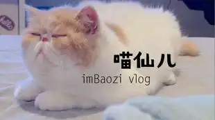  猫咪各式各样的睡姿,怎一个爽字了得你失眠吗请看此视频,包治