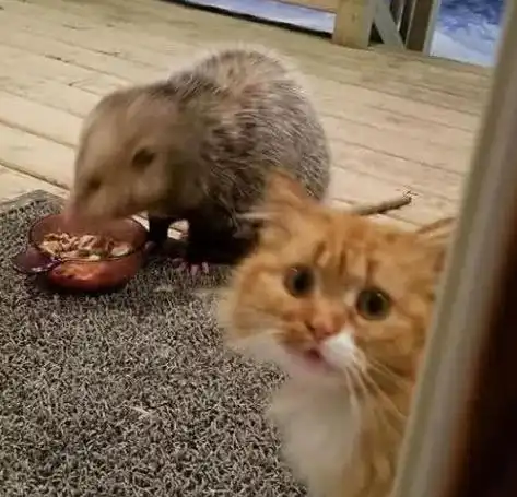  老鼠当着猫咪面偷吃猫粮,猫咪被吓得不敢动弹,眼泪汪汪的向主人求救