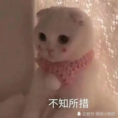  猫咪表情包难道我不是你最爱的小猫咪嘛