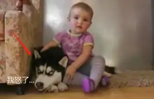  二哈犯错不改,主人派出熊孩子,表情却把主人逗笑了