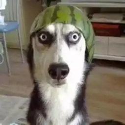  柴犬vs哈士奇,论养了只表情包是什么感觉