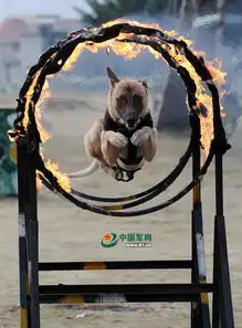  中国军犬将向作战维稳任务转变