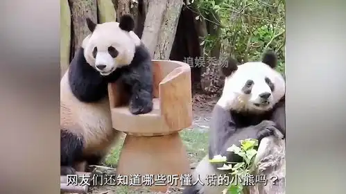  原来大熊猫真的能听懂人话安保大哥一句话让福宝瞬间挺直腰板