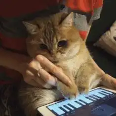 欠打的表情包橘猫