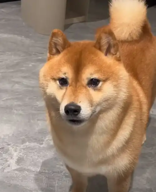  笑不活了教你如何检验是否买到真柴犬引热议,我却笑死在评论区