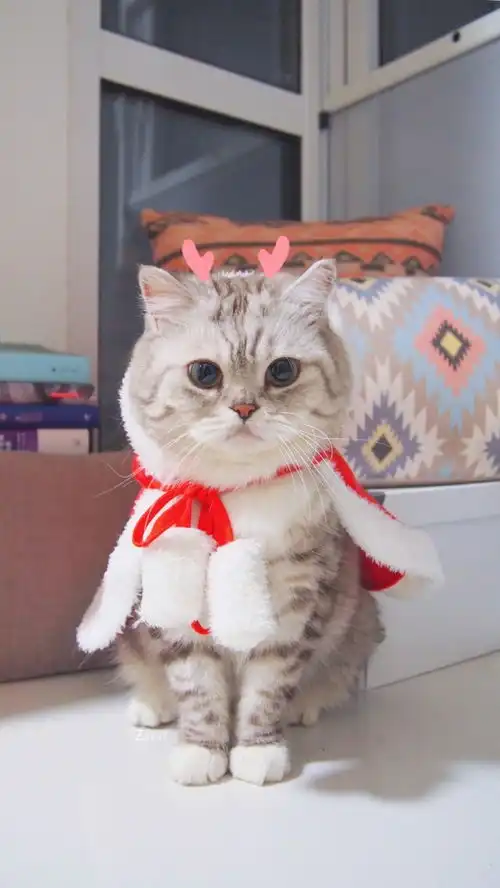  萌宠安利云养宠物我关注的小可爱猫狗鹅