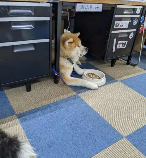  秋田吃饭时突然露出这个表情,很是让人心疼