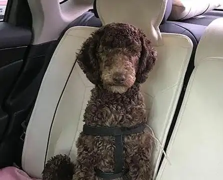 狗托表情包父亲