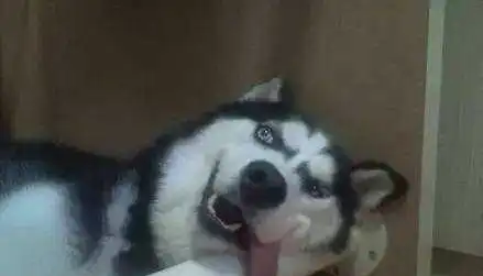  二哈被无人机吊挂起来,网友兄dei,这玩意儿得藏好