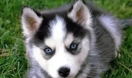  狗狗缺乏维生素的具体症状都有哪些