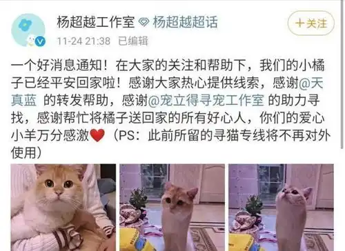  杨超越猫终于找回,发文感谢帮忙,粉丝为猫做专属表情包欢迎回家