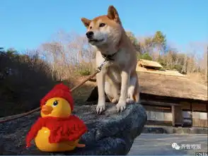  16岁表情包柴犬北登去世日本网民集体哀悼