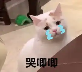 吃着碗里的看着锅里的,猫咪不想吃猫粮想啃鸡腿,被拒绝后表情亮了