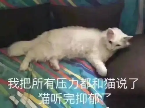  沙雕表情不可以,人家是正经的小猫咪