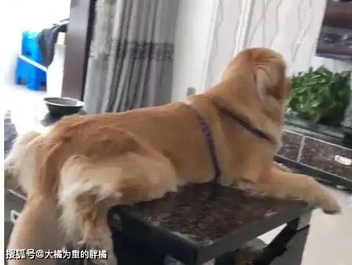  金毛对电视特别的执着,只要电视开着,无论干啥立马跑过来看电视