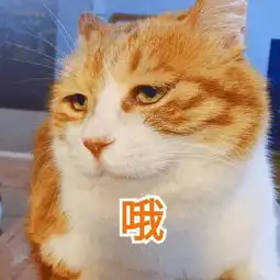  千万不能让老板看到的最新世界杯请假攻略