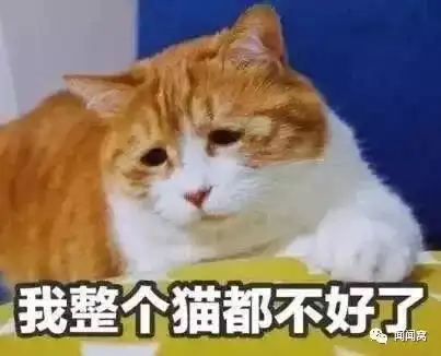  谋杀猫咪的最大隐患居然是极易被忽视的致命毒物,在慢慢毒害你的猫