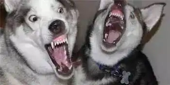  哈士奇与秋田打架表情辣眼睛,二哈打架全靠表情包,不服不行