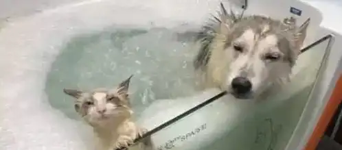  朋友把猫丢过来寄养,女子把猫和二哈放一块洗澡,这俩表情神同步